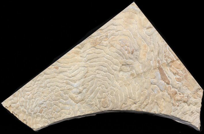 Pennsylvanian, Fossil Microbial Mat - Oklahoma #41112